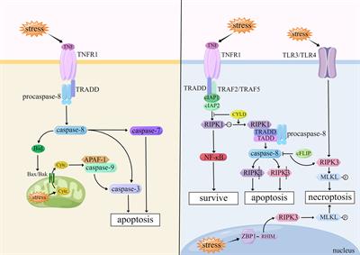 LncRNAs and regulated cell death in tumor cells